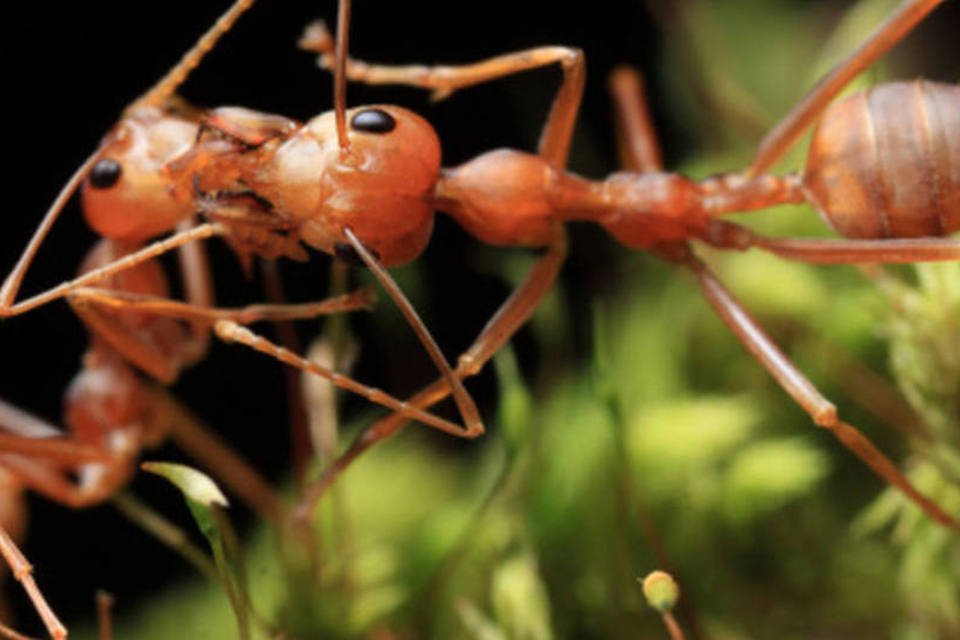 Ciência busca fármacos em formigas