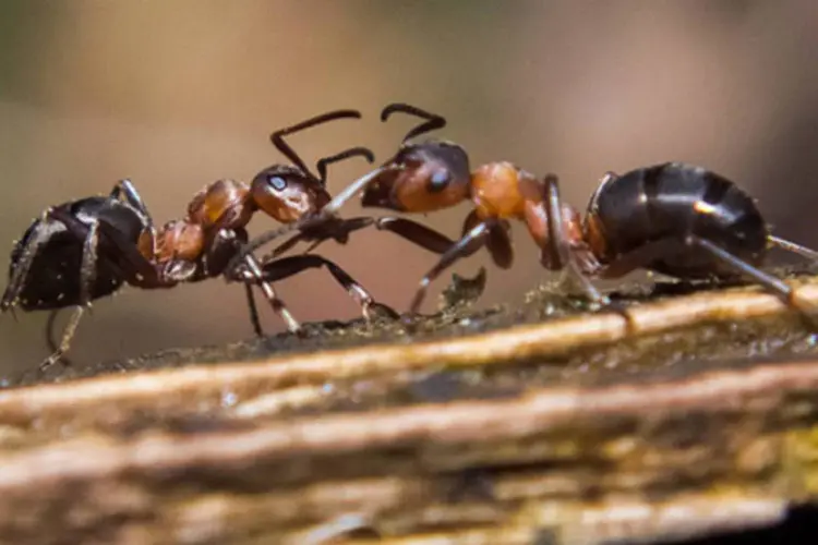 Formigas: estudo constou conexão entre número de formigas e sequestro de carbono por rochas (János Csongor Kerekes/Creative Commons)