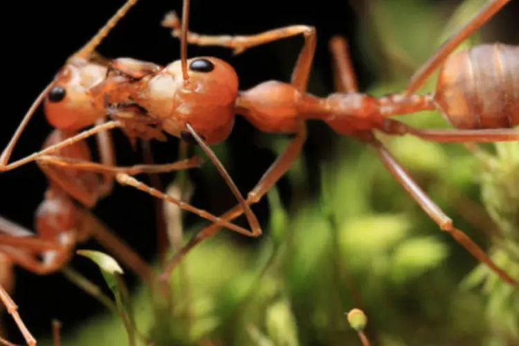 
	Formigas: insetos sociais desenvolveram ao longo de anos de evolu&ccedil;&atilde;o suas pr&oacute;prias &ldquo;armas qu&iacute;micas&rdquo;
 (Getty Images)