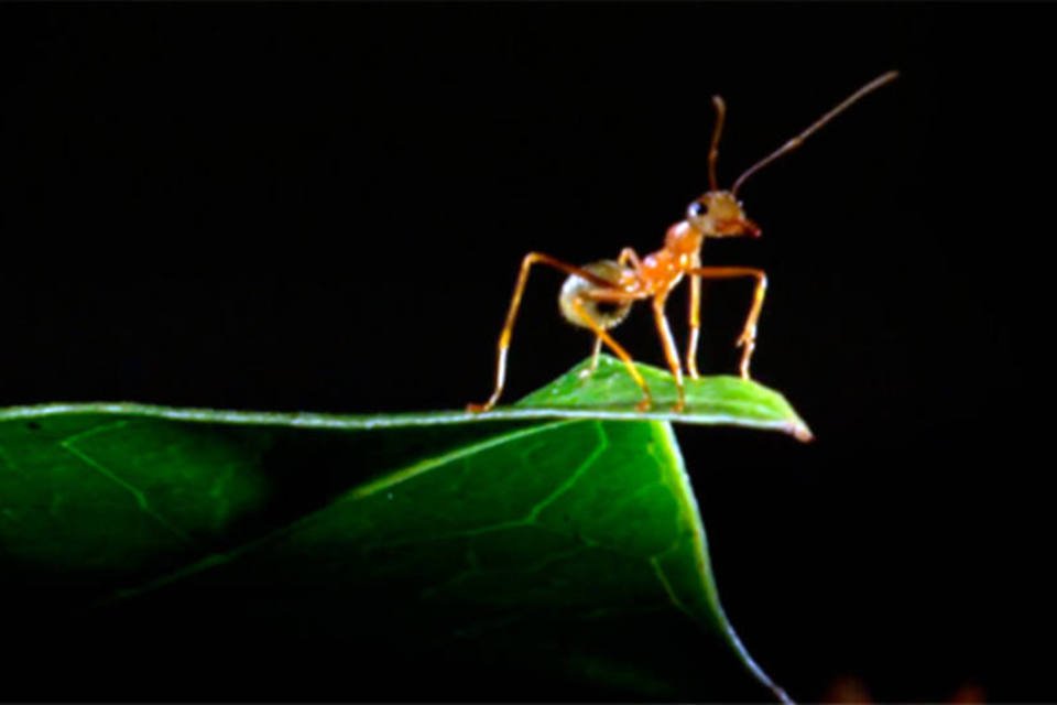 Já viu formigas construírem um castelo de folhas? É surreal