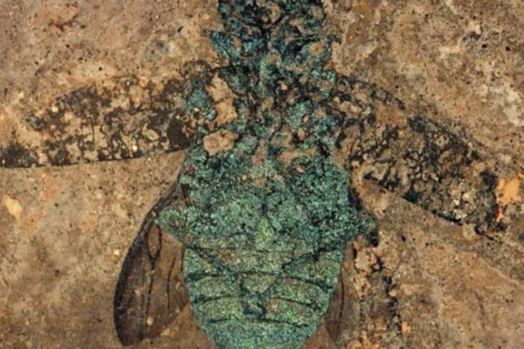 Um dos fósseis encontrados em Messel: bom estado de preservação (Gerbil via Wikimedia Commons)