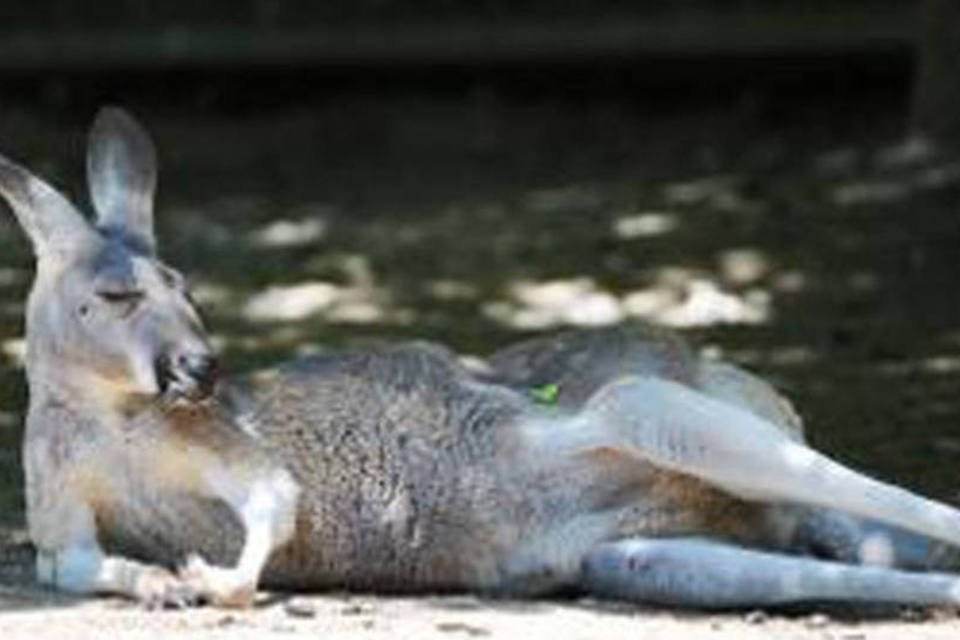 Presídio australiano usa animais para reabilitar detentos
