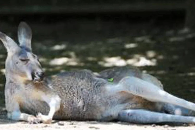 Canguru: animais ajudam na recuperação de presos (Elena Zelle/AFP/AFP)