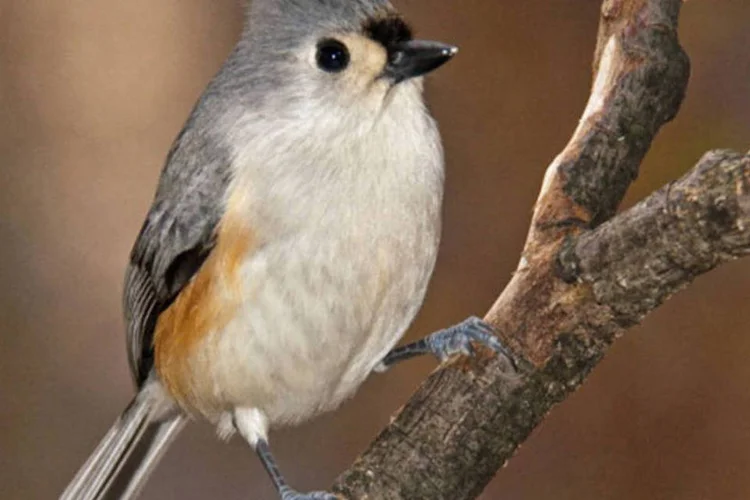 Pássaro da família Paridae, a mesma do chapim: pesquisadores perceberam que os chapins saíam muito cedo para procurar alimento, mas só comiam à tarde (Getty Images)