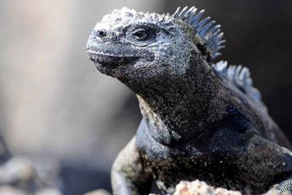 Marca destrutiva de El Niño em Galápagos mobiliza cientistas