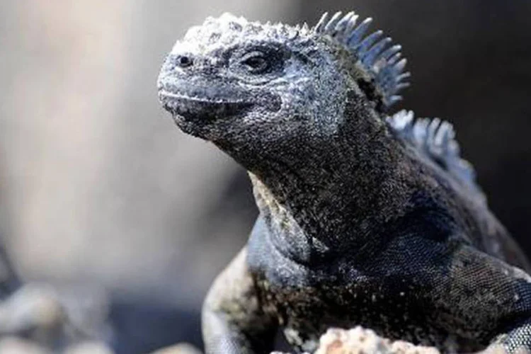 Iguana marinha em Galápagos: especialistas levam muito a sério a possibilidade de que más práticas ambientais tornem mais frequente e intenso o El Niño (Rodrigo Buendia/AFP)