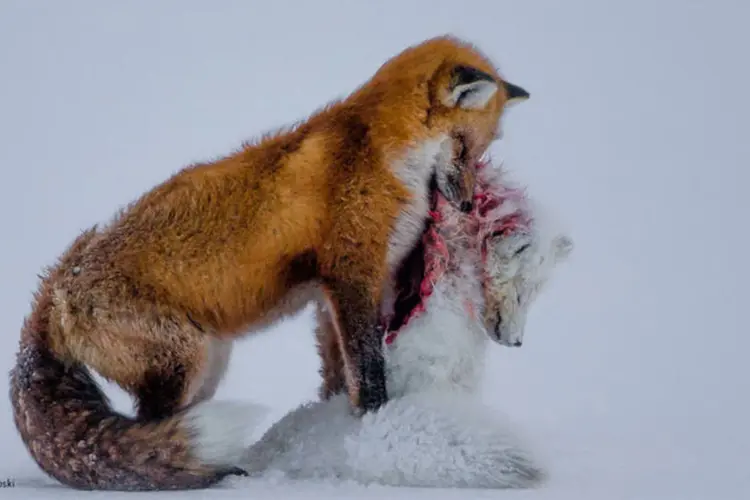 Flashes incríveis (Don Gutoski/2015 Wildlife Photographer of the Year)