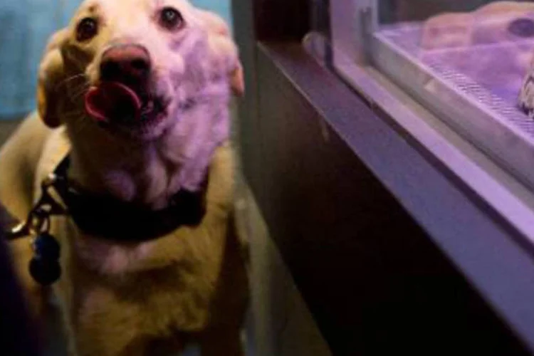 
	Cachorro diante de vitrine: em Votuporanga, cinco mil c&atilde;es j&aacute; receberam as coleiras especiais
 (David Gannon/AFP)