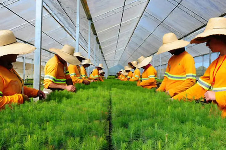 
	Centro de plantas da f&aacute;brica de celulose Klabin: a a&ccedil;&atilde;o preferencial da Klabin ser&aacute; exclu&iacute;da dos &iacute;ndices
 (GERMANO LUDERS)