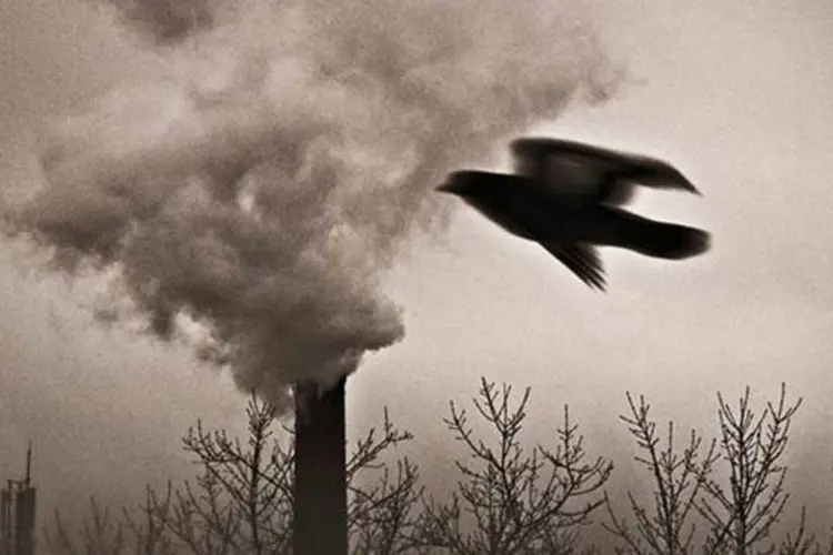 Foto de pássaro diante da poluição de uma chaminé de fábrica, de Anastasya Vorobk (Anastasya Vorobk / Children’s Eyes on Earth)