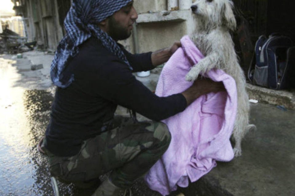 Religiosos liberam consumo de gatos e cachorros na Síria