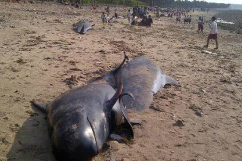 Baleias-piloto encalhadas morrem na Nova Zelândia