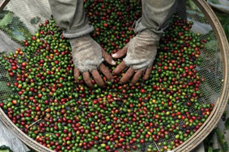 
	Caf&eacute;: um dos produtos brasileiros na mira do mercado consumidor chin&ecirc;s
 (Nacho Doce/Files/Reuters)