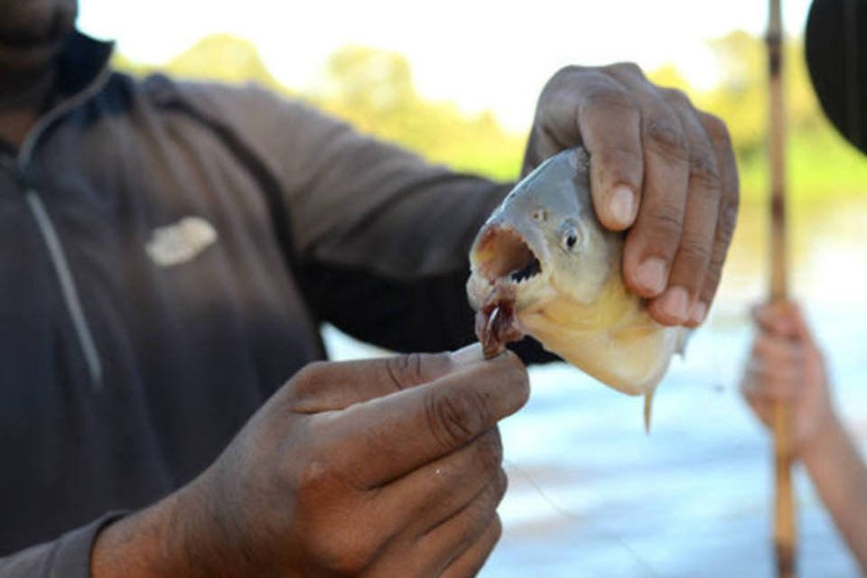 Ataque de peixes carnívoros deixa 70 feridos na Argentina