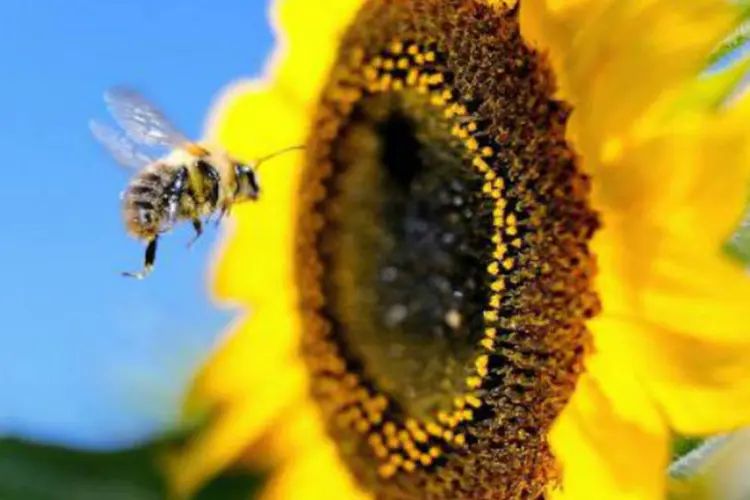 Abelha voa perto de girassol: três inseticidas já tinha sido proibidos na UE por riscos para as abelhas (Philippe Huguen/AFP)