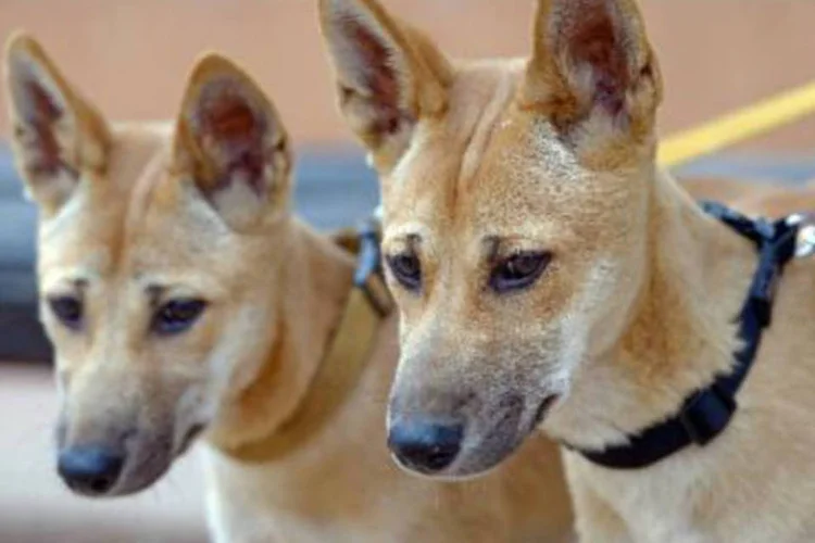 Dingos de 18 meses, em um parque da Austrália: estes dingos com 18 semanas de vida são animais selvagens, que nunca se tornarão bichos de estimação (Greg Wood/AFP)