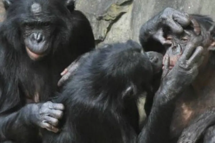 Chimpanzés: ação visa à libertação em santuários onde os chimpanzés poderiam viver o resto de seus dias em liberdade (Georges Gobet/AFP)