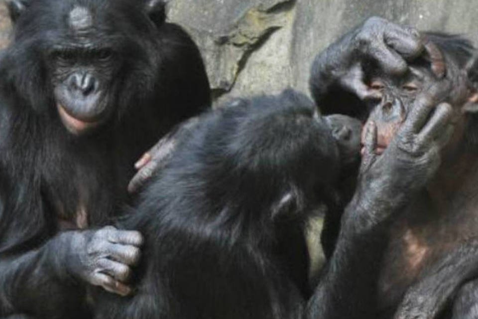 Grupo pede à justiça que reconheça chimpanzés como pessoas