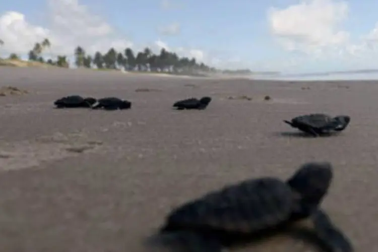Tartarugas recém-nascidas se dirigem para o mar, na Costa do Sauípe: temperatura prevista para o dia do sorteio é de 32 graus (Vanderlei Almeida/AFP)