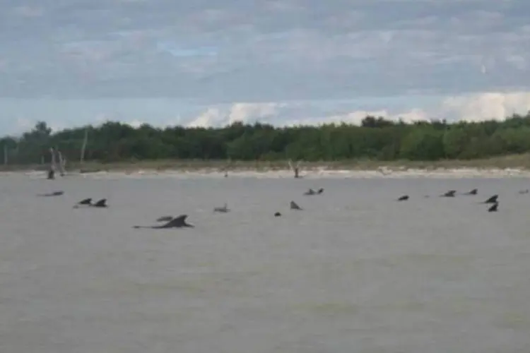 Baleias encalhadas em águas próximas ao Parque Nacional dos Everglades, nos EUA: especialistas já precisaram sacrificar quatro e outras seis foram encontradas mortas (National Park Service/Handout via Reuters)