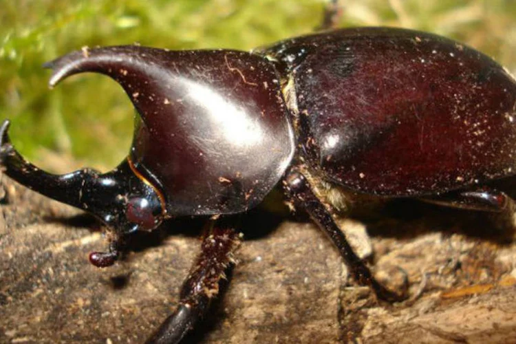 Besouro rinoceronte: árvores cresceram com maior rapidez em ambientes com maior concentração de CO2, mas na ausência dos besouros (Wikimedia Commons)