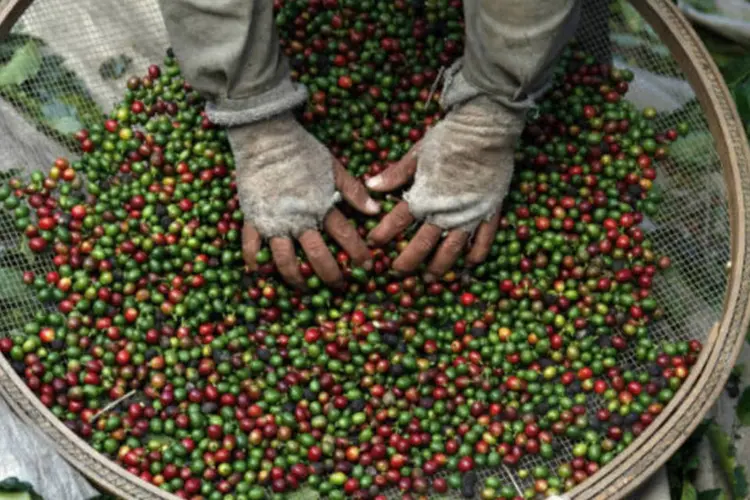 Agricultor com grãos de café: ultimamente as vendas de café para o exterior estão se recuperando, disse ministro colombiano (Nacho Doce/Files/Reuters)