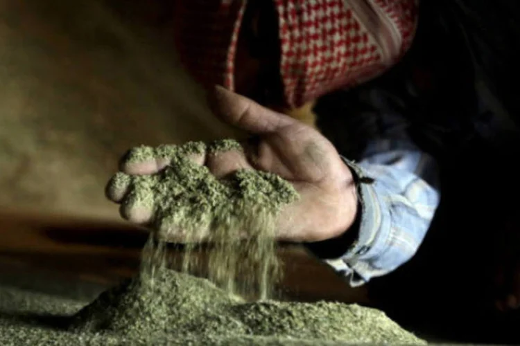 Produção de maconha: maioria dos artigos da lei foram aprovados por uma maioria, afirmam fontes legislativas (Getty Images)