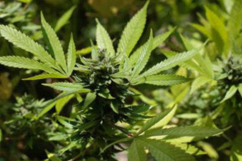 Operação confisca 21 toneladas de maconha no Paraguai