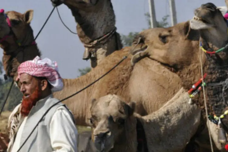 Camelos na Índia: neste ano, espera-se que sejam vendidos mais de 4.700 camelos, em comparação aos 8 mil de 2011 (Getty Images)