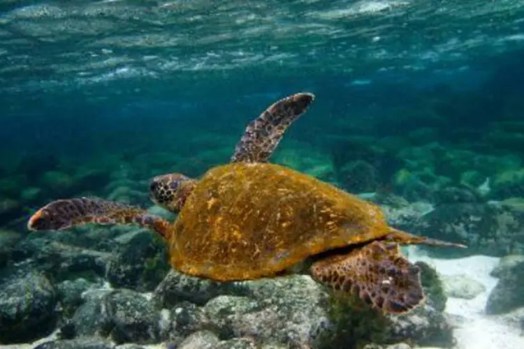 Tartaruga na ilha Galápagos: equipe internacional de cientistas avaliou a qualidade "insubstituível" de cada uma das áreas (Pablo Cozzaglio/AFP)