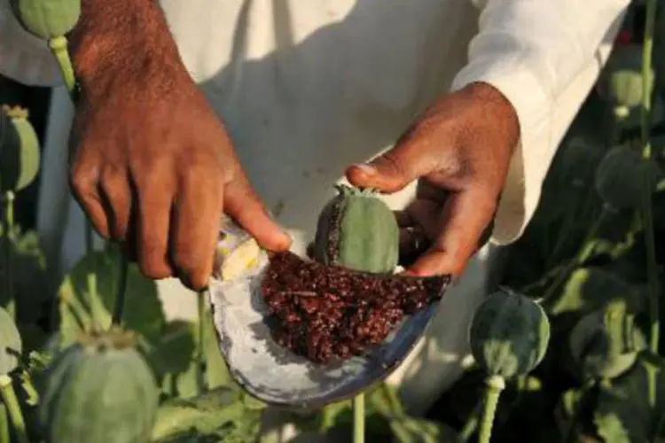 Agricultor afegão coleta ópio bruto em um campo de papoulas: em 2013, a superfície dedicada ao cultivo de ópio no Afeganistão foi de 209.000 hectares (Noorullah Shirzada/AFP)