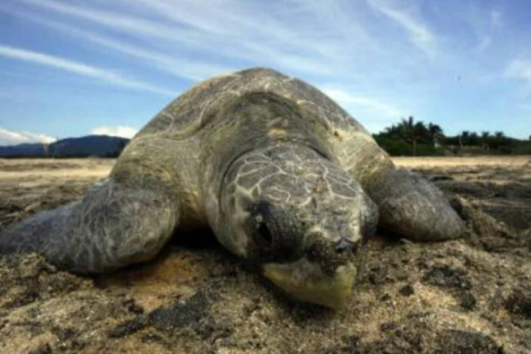 Tartaruga marinha: desde 28 de setembro, ministério do Meio Ambiente já reportou 114 tartarugas mortas (Hector Guerrero/AFP/AFP)