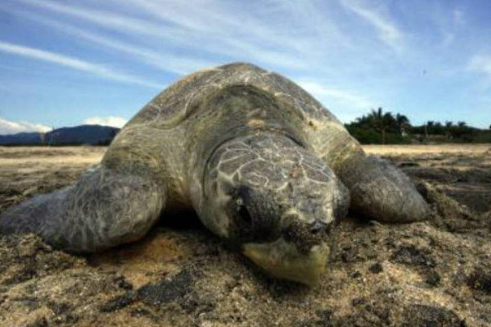 Algas tóxicas matam tartarugas na costa do Pacífico