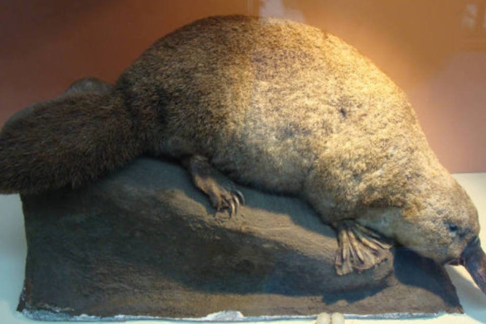 Cientistas acham restos de ornitorrinco de milhões de anos