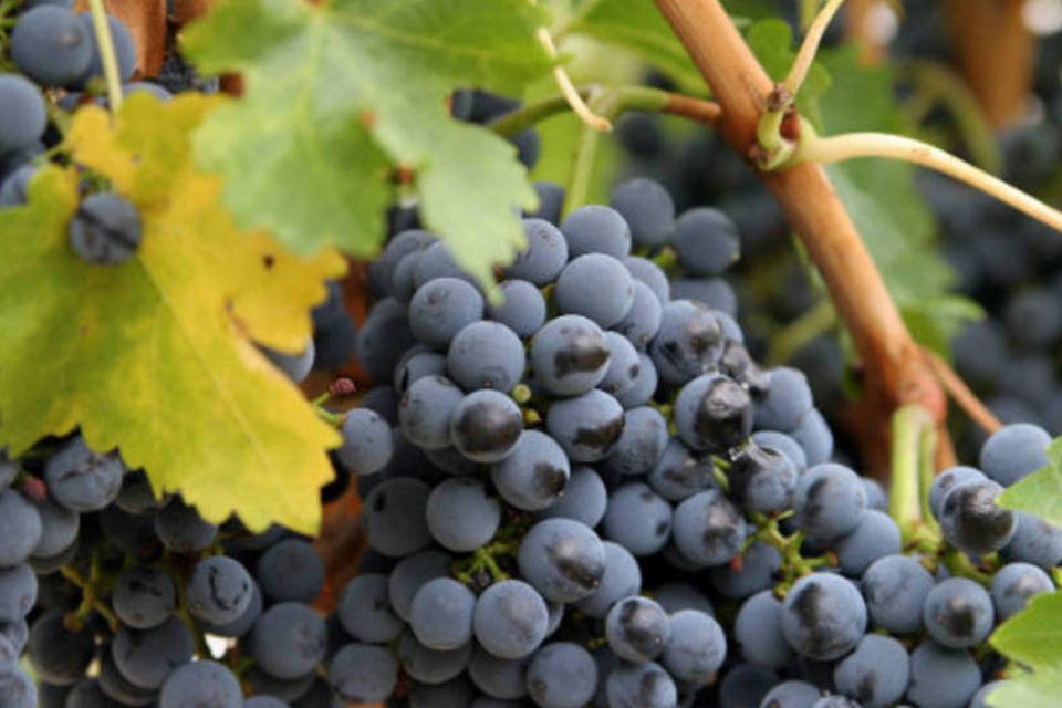Uva: o produtor de uva no Brasil terá à sua disposição, a partir deste mês, mais uma variedade sem sementes da fruta (Wikimedia Commons)