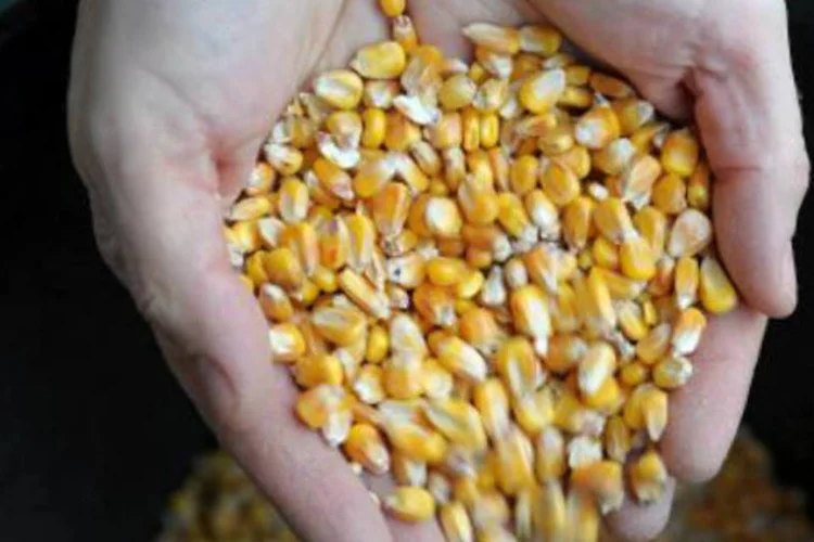
	Milho: a China interrompeu seu esquema de compras estatais este ano, e Pequim tem pedido que agricultores voltem-se para outras culturas
 (Jean-Sebastien Evrard/AFP)