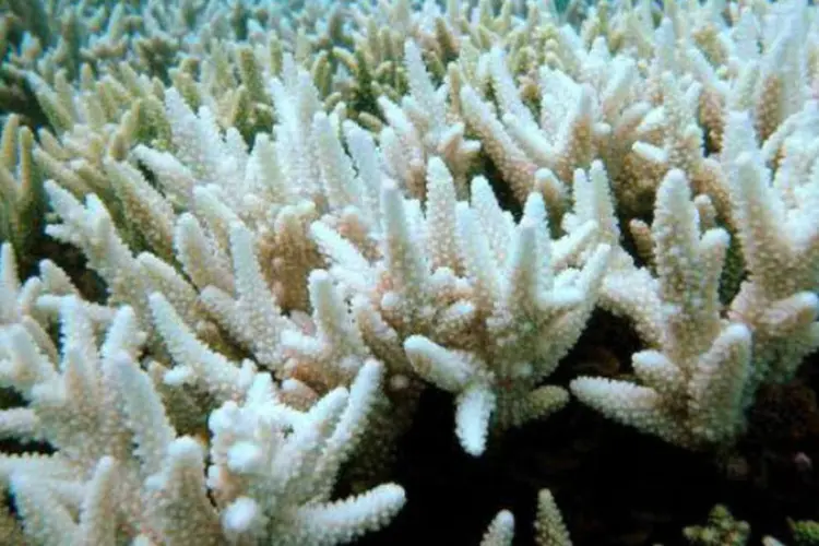 Coral: Austrália reconheceu oficialmente em julho a degradação da Grande Barreira de Corais (Great Barriier Reef Marine Park/AFP)