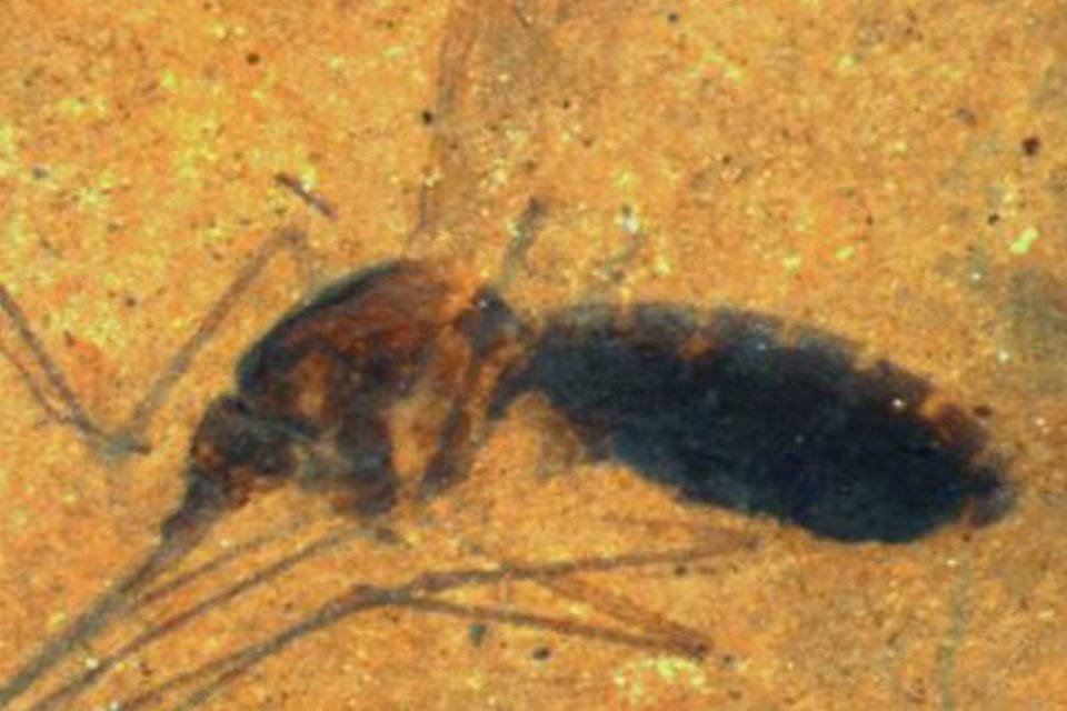 Encontrado fóssil inédito de mosquito cheio de sangue