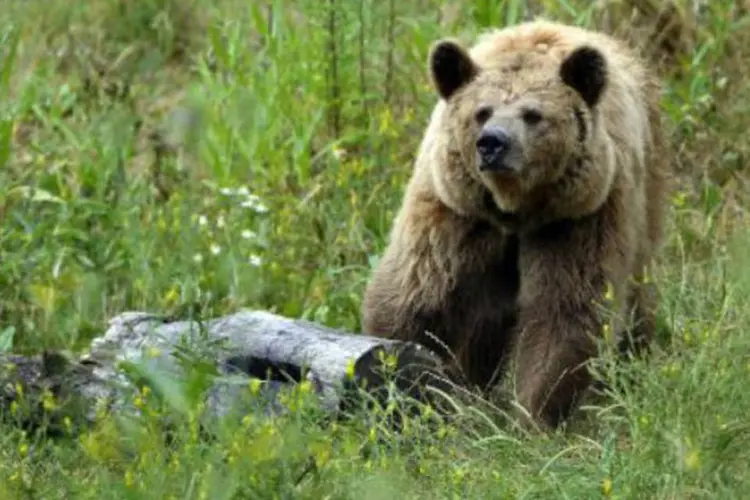 
	Urso: o lend&aacute;rio &quot;Yeti&quot; pode ser resultado do cruzamento entre um urso polar e um urso pardo
 (Jean-Christophe Verhaegen/AFP)