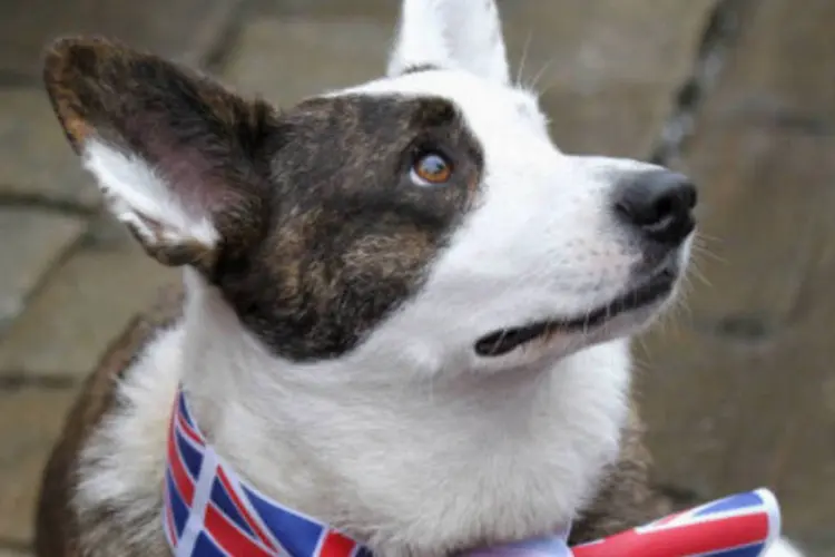 Corgi galês Pembroke: risco se deve a escolha das pessoas que estão preferindo cachorros da raça Pug Carlin ou Chihuahua (Getty Images)
