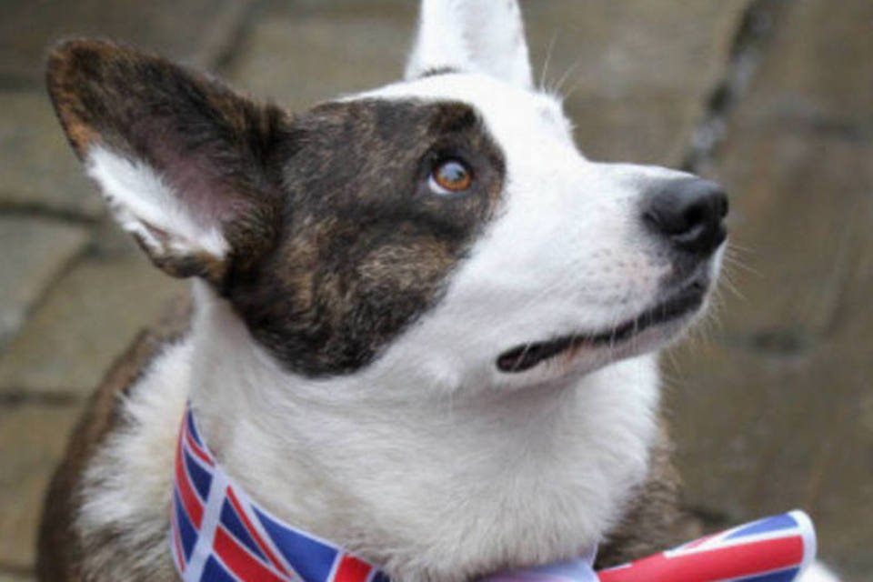 Cachorro da rainha Elizabeth II está em extinção