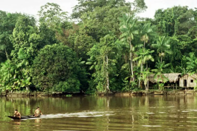 
	Amaz&ocirc;nia: Peru perdeu uma m&eacute;dia de 113 mil hectares de floresta por ano desde 2001
 (Wikimedia Commons)