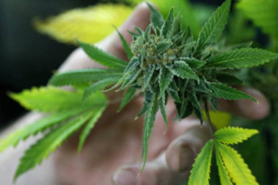 Policiais encontram maior centro de maconha no Paraguai