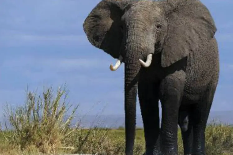 Elefante caminha em parque do Quênia: muitos outros animais de espécies diferentes também sucumbiram ao envenenamento (Tony Karumba/AFP)
