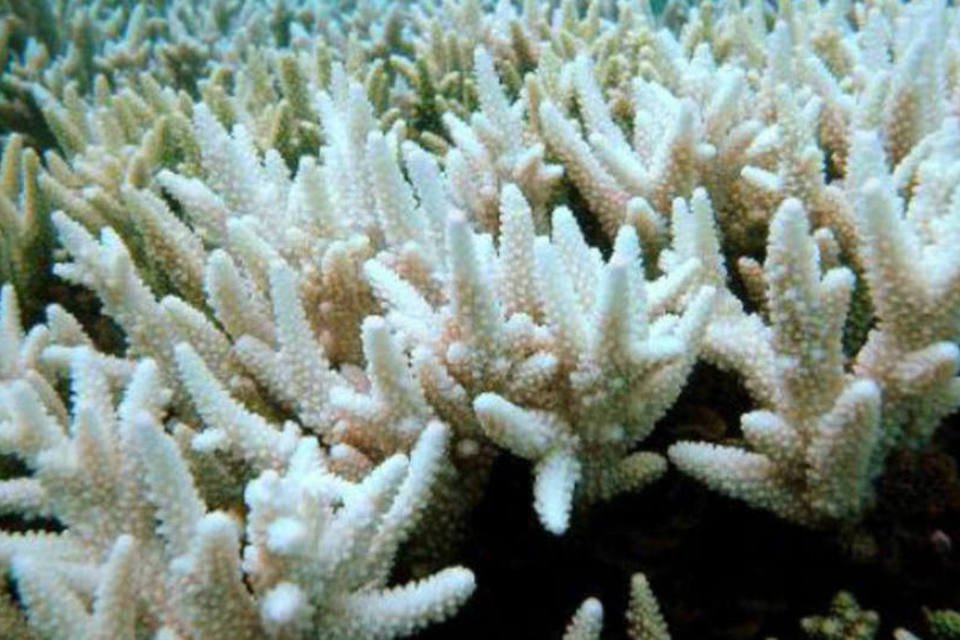 Branqueamento afeta 95% do norte da Grande Barreira de Coral