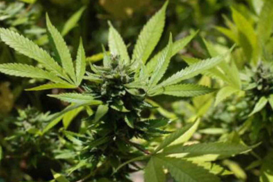 Jamaica quer descriminalizar consumo de maconha em 2014