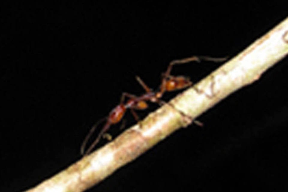 Estudo descobre formigueiros com até 12 rainhas por colônia