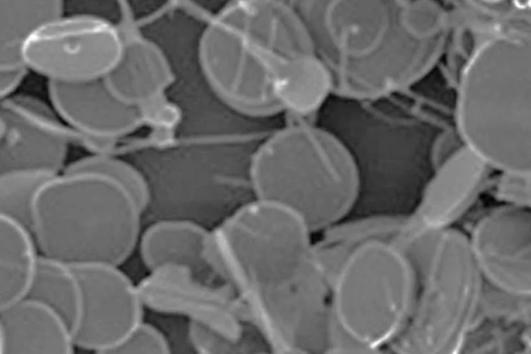 Sensor químico: material desenvolvido pelos pesquisadores consiste em discos cristalinos de óxido de estanho – semelhantes a confetes de papel – em escala micrométrica (Reprodução)