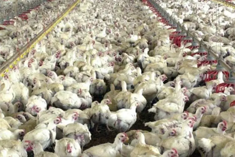 Maior exportadora mundial de frangos, a Brasil Foods é dona de 45 marcas e tem 90% de participação em alguns mercados (Ana Nascimento/AGÊNCIA BRASIL)
