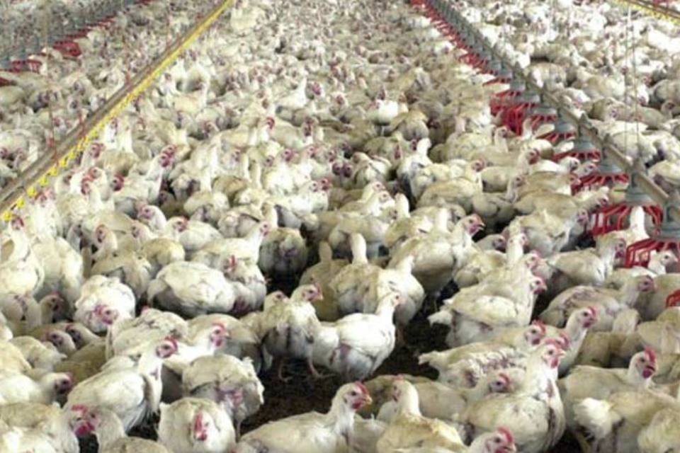 Receita com exportação de carne de frango cai 0,4% em maio